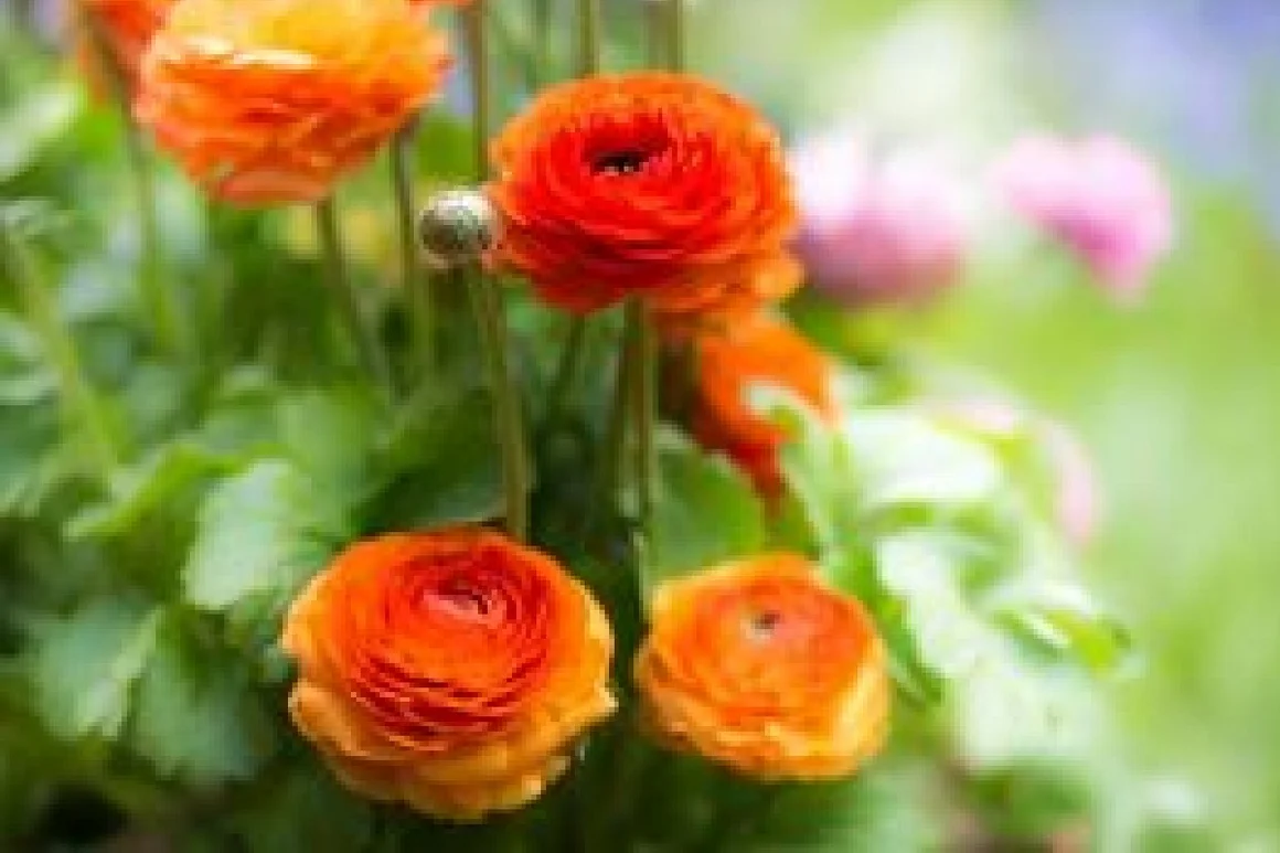 Orangefarbene Ranunkeln in Nahaufnahme.